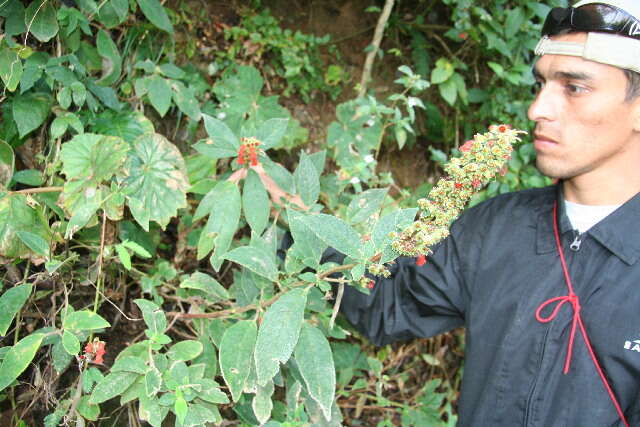 Image of Kohleria spicata (Kunth) Oerst.