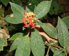 Image of Kohleria spicata (Kunth) Oerst.