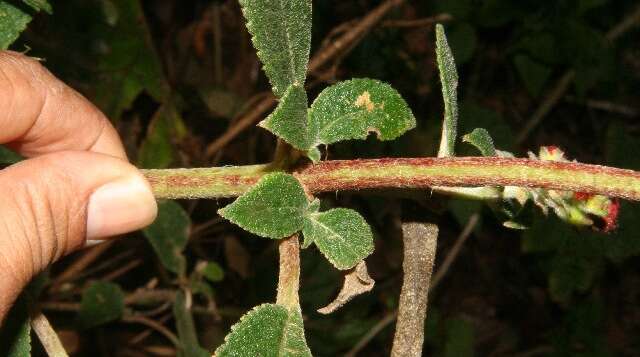 Image of Kohleria spicata (Kunth) Oerst.