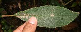 Image of Kohleria spicata (Kunth) Oerst.