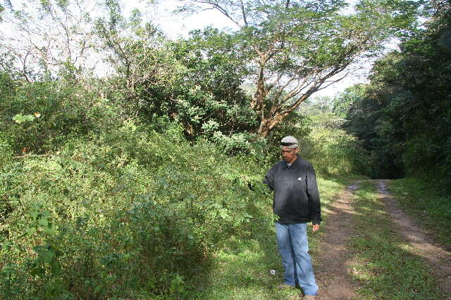 Imagem de Indigofera suffruticosa Mill.