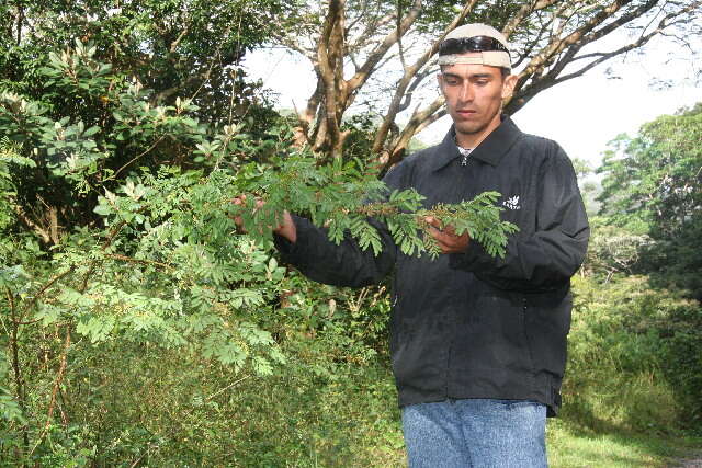 Imagem de Indigofera suffruticosa Mill.