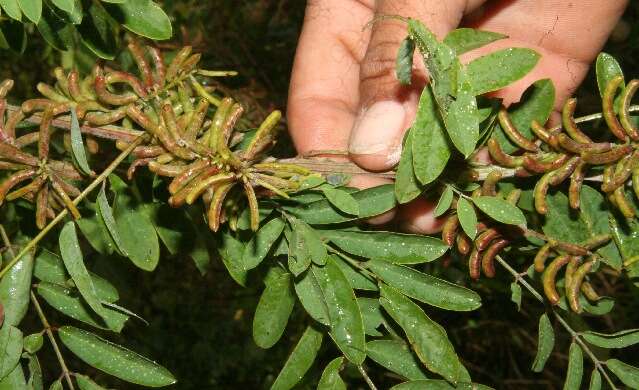 Imagem de Indigofera suffruticosa Mill.