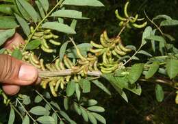 Imagem de Indigofera suffruticosa Mill.