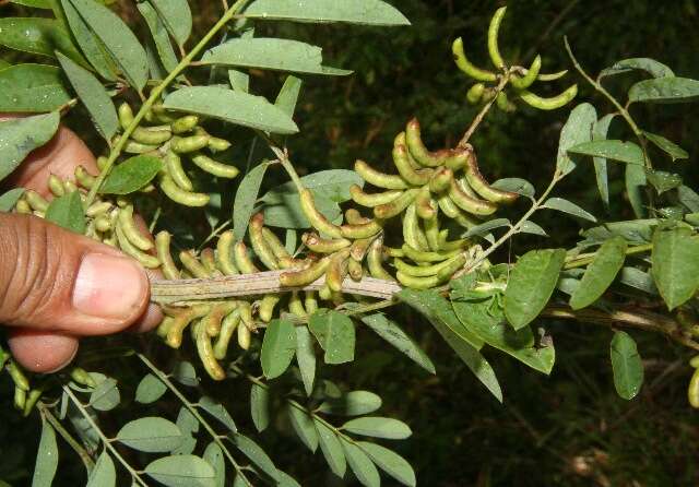 Imagem de Indigofera suffruticosa Mill.