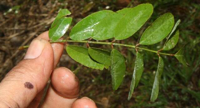 Imagem de Indigofera suffruticosa Mill.