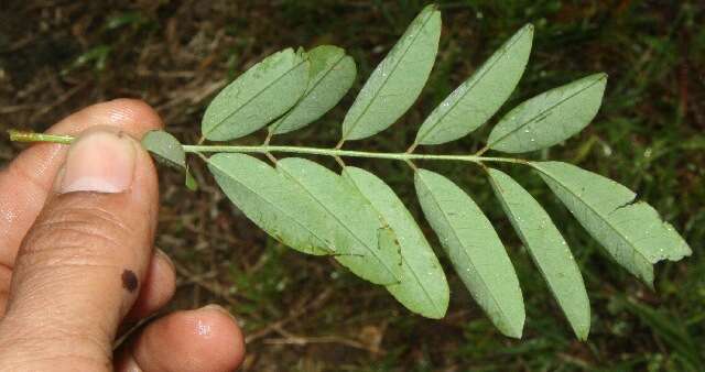 Imagem de Indigofera suffruticosa Mill.