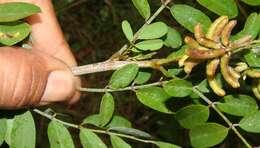 Imagem de Indigofera suffruticosa Mill.