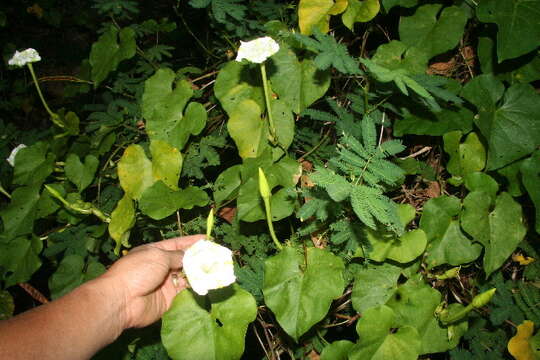 Image of Moonflower or moon vine