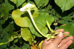 Image of Moonflower or moon vine