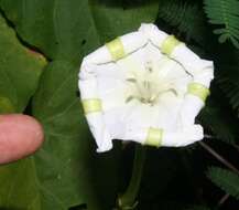 Image of Moonflower or moon vine