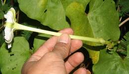 Image of Moonflower or moon vine