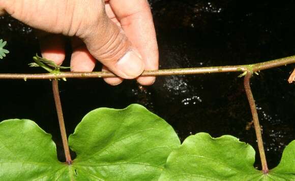 Image of Moonflower or moon vine