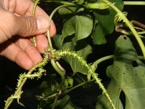 Image of Moonflower or moon vine