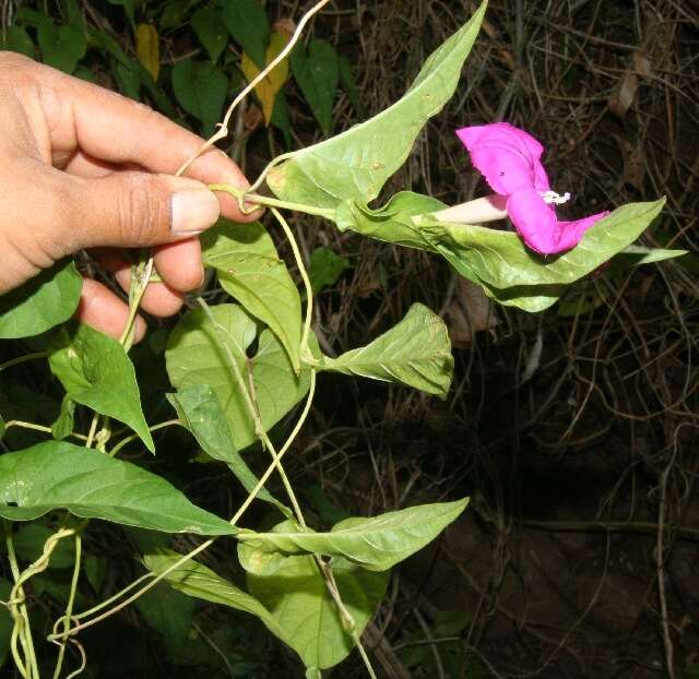 Image of Ipomoea dumosa (Benth.) L. O. Wms.