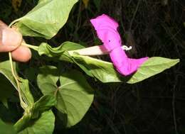 Image of Ipomoea dumosa (Benth.) L. O. Wms.