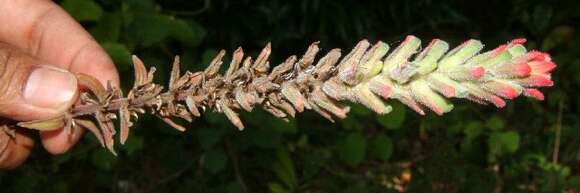 Image of Field Indian-Paintbrush