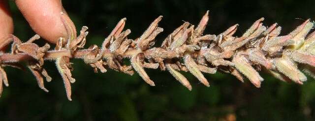 Image of Field Indian-Paintbrush