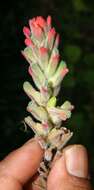 Image of Field Indian-Paintbrush