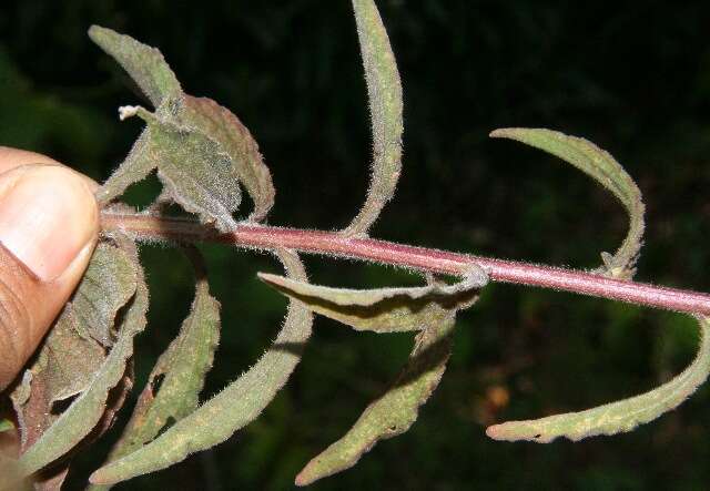 Image of Field Indian-Paintbrush