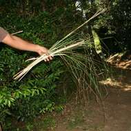 Plancia ëd Andropogon bicornis L.