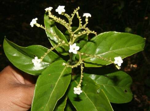 Image de Tournefortia bicolor Sw.