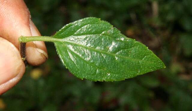 Image of Cuphea appendiculata Benth.