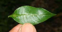 Image of Cuphea appendiculata Benth.