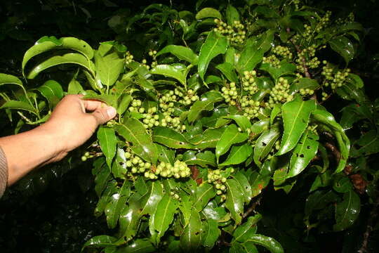 Image of Coccoloba porphyrostachys J. Gómez-Laurito