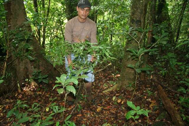 Image of Palicourea racemosa (Aubl.) Borhidi