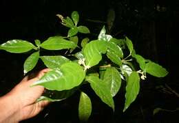 Image of Palicourea racemosa (Aubl.) Borhidi