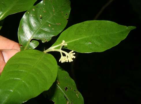 Image of Palicourea racemosa (Aubl.) Borhidi