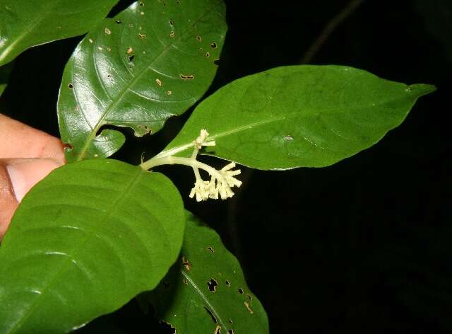 Imagem de Palicourea racemosa (Aubl.) Borhidi