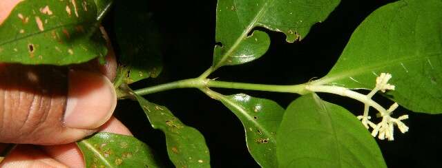 Imagem de Palicourea racemosa (Aubl.) Borhidi