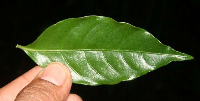 Image of Palicourea racemosa (Aubl.) Borhidi