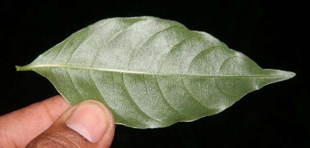 Image of Palicourea racemosa (Aubl.) Borhidi