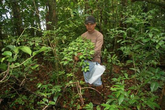 Image of Palicourea racemosa (Aubl.) Borhidi