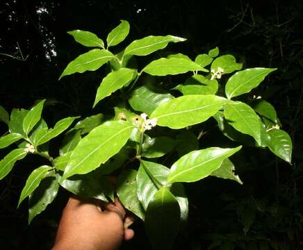 Imagem de Palicourea racemosa (Aubl.) Borhidi