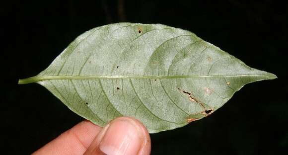 Image of Palicourea racemosa (Aubl.) Borhidi