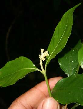 Image of Palicourea racemosa (Aubl.) Borhidi