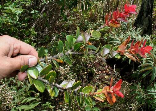 Image de Macleania insignis Mart. & Gal.