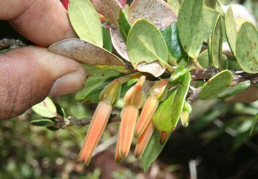 Image de Macleania insignis Mart. & Gal.