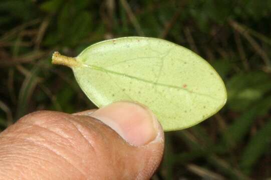 Image de Macleania insignis Mart. & Gal.