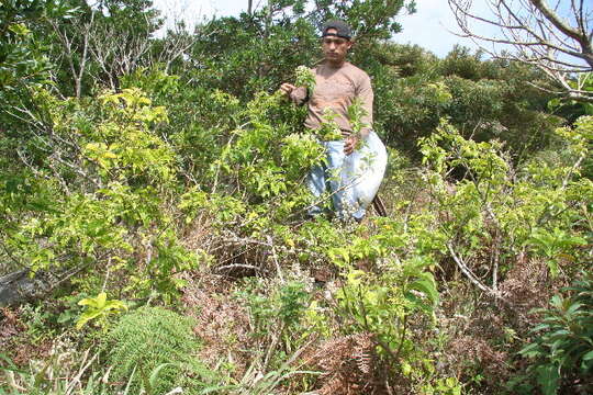 Image de Tournefortia bicolor Sw.