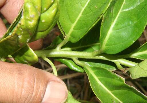 Image de Tournefortia bicolor Sw.