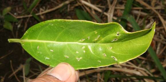 Image de Tournefortia bicolor Sw.