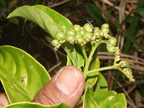 Image de Tournefortia bicolor Sw.