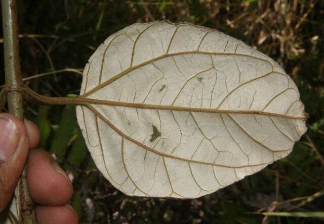 Image of Liabum bourgeaui Hieron.