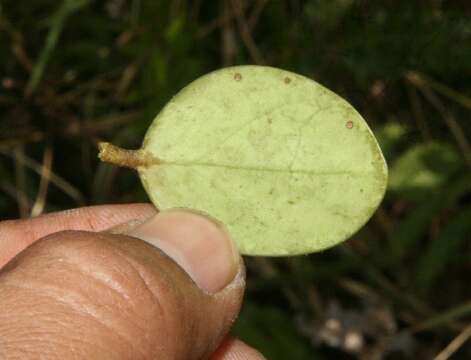 Image de Macleania insignis Mart. & Gal.