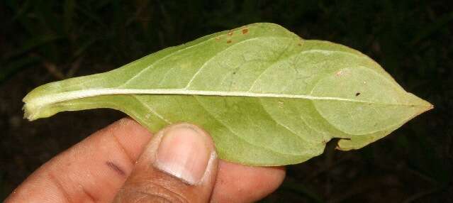 Image of Schultesia lisianthoides (Griseb.) Benth. & Hook. fil. ex Hemsl.